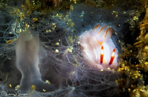 Trapania vitta/Photographed with a Canon 60 mm macro lens... by Laurie Slawson 